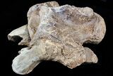 Mosasaur (Platecarpus) Dorsal Vertebra - Kansas #73698-2
